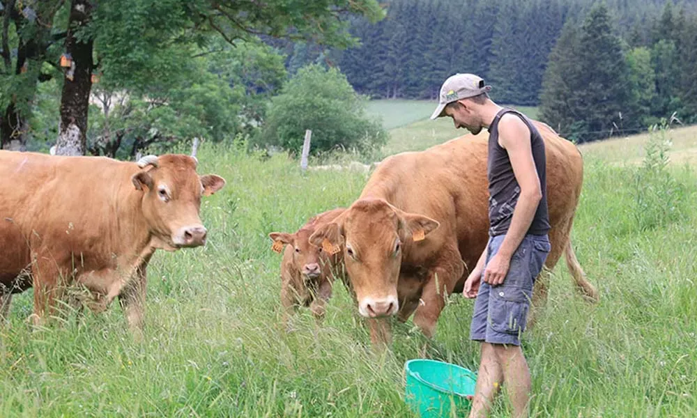 viande direct producteur à Autrans-Méaudre en Vercors